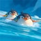 Frozen Fun: Penguins on a Slide Adventure