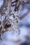 Frozen Grape in Snowy Bliss: A Blue-Tinged Backdro