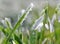 Frozen grass with blooming snowdrop flower