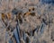 Frozen grass on a frosty day in winter.