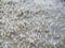 Frozen grass by icy ground winter season nature details