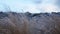 Frozen grass reeds in Icelandic nature