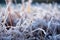 Frozen green grass, grass covered with frost in winter