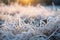 Frozen green grass, grass covered with frost in winter