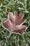 Frozen hawthorn leaf in the grass at wintertime