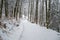 Frozen Hiking path in the forest during winter in odenwald, germany