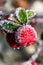 Frozen holly berrie