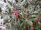 Frozen Holly Leaves and Red Berries in Winter in February