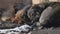 Frozen homeless dogs lie on the ground. a pack of frozen abandoned homeless dogs warms themselves about each other. The