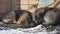 Frozen homeless dogs lie on the ground. a pack of frozen abandoned homeless dogs warms themselves about each other. The