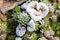 Frozen houseleek sempervivum on stone with other plants