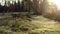 Frozen and humid green grass herbs on a forest landscape