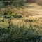 Frozen and humid green grass herbs on a forest landscape on a yellow winter sunrise