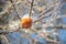 Frozen Ice Covered Orange Apple