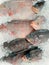 Frozen Iced Fish. Pile of Crab Cichlid Fish on Cold Storage. Close Up