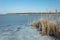 Frozen lake and cattail. Horizon and blue sky