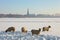 Frozen landcape with four sheep