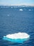 Frozen landscapes and Icebergs. Antarctic peninsula