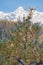 Frozen larch tree under hoarfrost.  North Chuiskiy Ridge snow mountains is on background