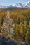 Frozen larch tree under hoarfrost. North Chuiskiy Ridge snow mountains is on background