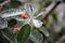 Frozen leaf and berries 2