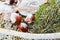 Frozen leaves, chestnut, trunk and coniferous branch