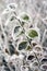 Frozen leaves Ligustrum