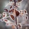 Frozen leaves, plants. Nature in winter.