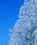Frozen linden tree blue sky bachground