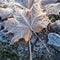 Frozen maple leaf