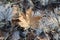 Frozen Maple Leaf On The Ground. Autumn leaves covered with frost