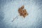 Frozen maple leaf lying on rough snow. Top view. Weather and solitude concept