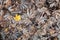 Frozen maple leaves on the ground in autumn, fall, winter