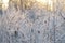 Frozen Marsh Cattails