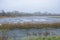 Frozen marsh on a cold winter day in the flemish countryside