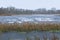 Frozen marsh on a cold winter day in the flemish countryside