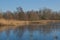 Frozen marsh with golden reed and bare trees in the flemish countryside