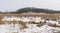 Frozen Marsh and Hills in Winter