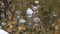 Frozen Methane Air Bubbles Trapped Under a Thick Floe Glassy Ice in Lake