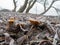 Frozen mushrooms on rotten willow branch on the ground.