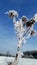 Frozen musk thistle in winter