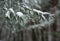 Frozen needles of pine tree branches in winter