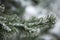Frozen needles of pine tree branches in winter