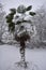 Frozen palm in winter - Jephson Gardens, Leamington Spa, UK - 10 december 2017