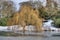 Frozen park lake - weeping willow tree