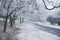 Frozen path and trees