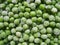 Frozen peas. Peas green color food agriculture fresh texture photo stock