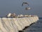 Frozen Pier and Seagulls