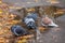 Frozen pigeons sit near a pool and fallen leaves on the city street