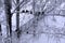 Frozen pigeons on snowy birch. Birds on tree on cold winter d